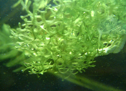 Riccia Flutans around 2g - Nano Tanks Australia Aquarium Shop