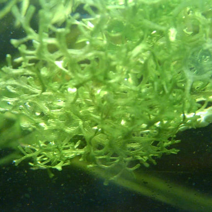 Riccia Flutans around 2g - Nano Tanks Australia Aquarium Shop