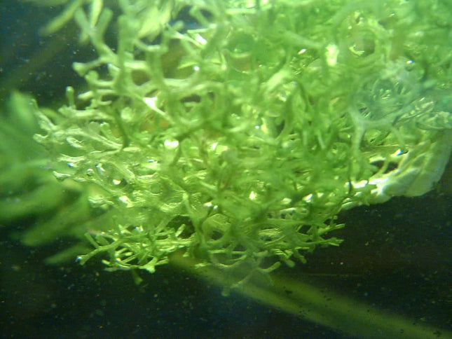 Riccia Flutans around 2g - Nano Tanks Australia Aquarium Shop