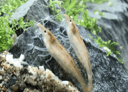 Riffle Shrimps - Nano Tanks Australia Aquarium Shop