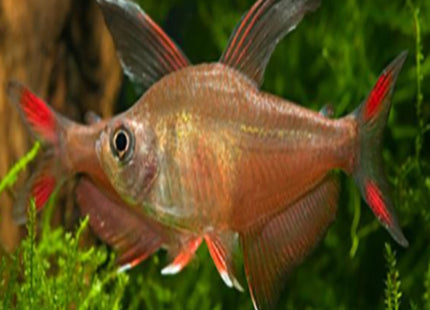 Rosy Tetra Hyphessobrycon rosaceus - Nano Tanks Australia Aquarium Shop