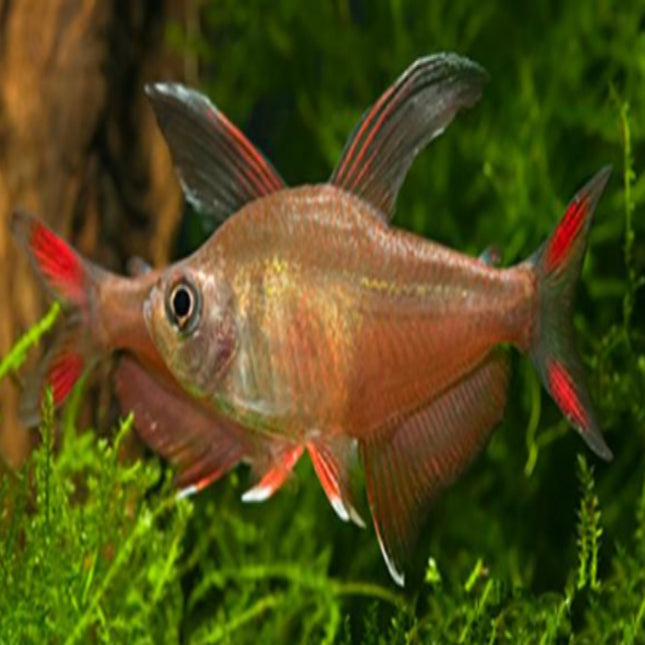 Rosy Tetra Hyphessobrycon rosaceus - Nano Tanks Australia Aquarium Shop