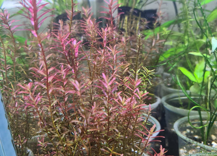 Rotala Blood Red 5 stems 10cm - Nano Tanks Australia Aquarium Shop