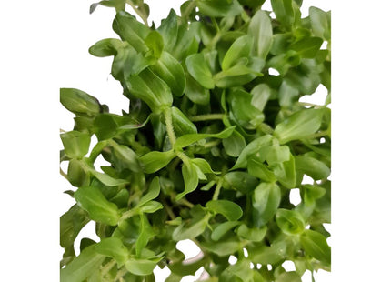 Rotala Japan Medium - Nano Tanks Australia Aquarium Shop