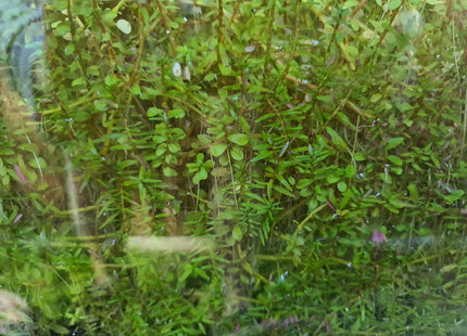 Rotala Rotundifolia 5 stems 10cm - Nano Tanks Australia Aquarium Shop