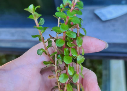 Rotala Rotundifolia 5 stems 10cm - Nano Tanks Australia Aquarium Shop