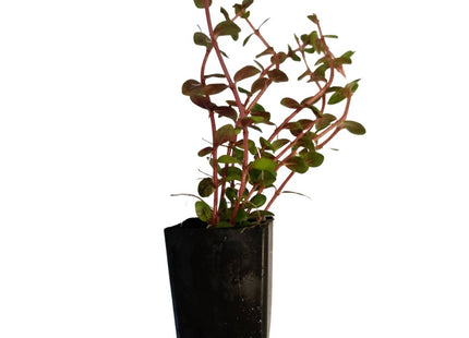 Rotala sp. "Colorata" - Nano Tanks Australia Aquarium Shop