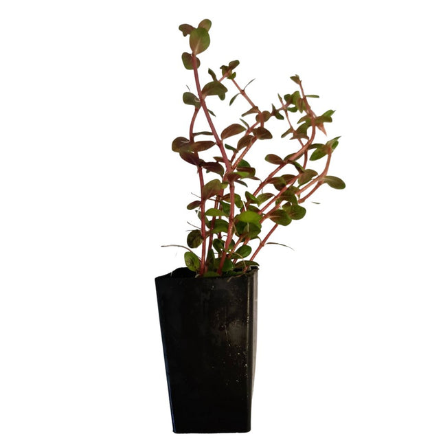Rotala sp. "Colorata" - Nano Tanks Australia Aquarium Shop