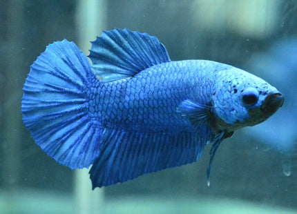 Royal Blue Halfmoon Plakat Male Betta - Nano Tanks Australia Aquarium Shop