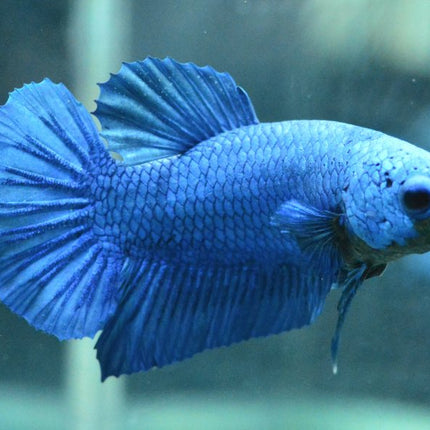 Royal Blue Halfmoon Plakat Male Betta - Nano Tanks Australia Aquarium Shop