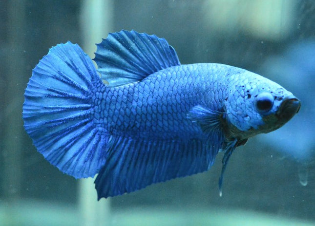 Royal Blue Halfmoon Plakat Male Betta - Nano Tanks Australia Aquarium Shop