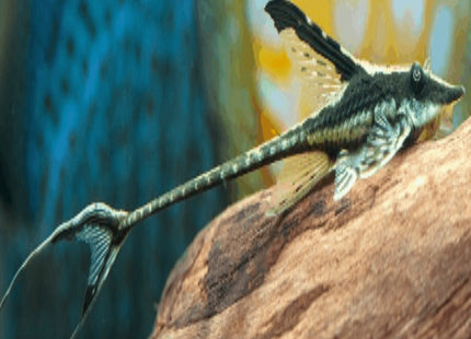 Royal Whiptails - Nano Tanks Australia Aquarium Shop