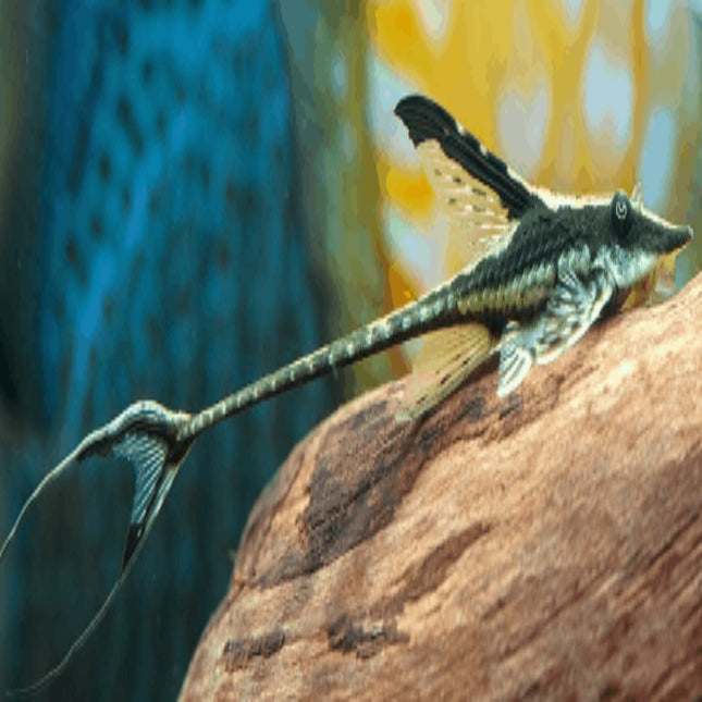 Royal Whiptails - Nano Tanks Australia Aquarium Shop