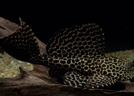 Sailfin Pleco 6-7cm - Nano Tanks Australia Aquarium Shop