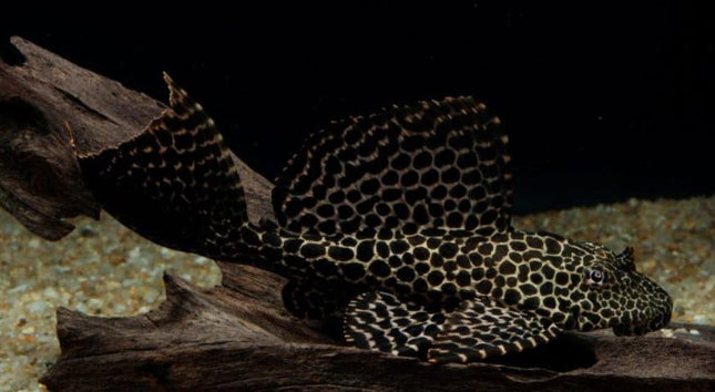 Sailfin Pleco 6-7cm - Nano Tanks Australia Aquarium Shop