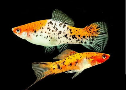 Sanke Koi Marble Swordtails 6cm - Nano Tanks Australia Aquarium Shop
