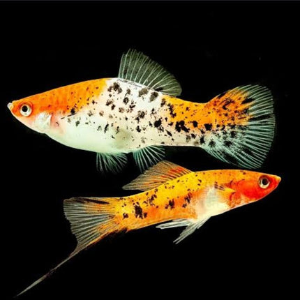 Sanke Koi Marble Swordtails 6cm - Nano Tanks Australia Aquarium Shop