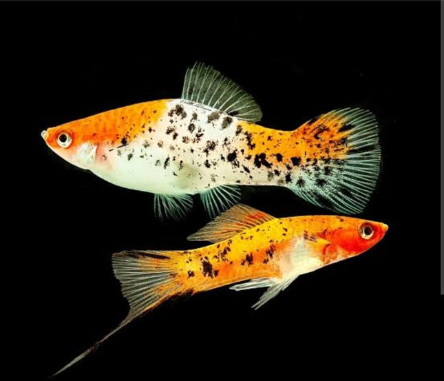 Sanke Koi Marble Swordtails 6cm - Nano Tanks Australia Aquarium Shop