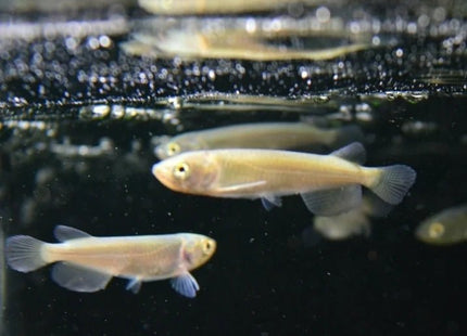 Saratoga Leichardti 7cm - Nano Tanks Australia Aquarium Shop