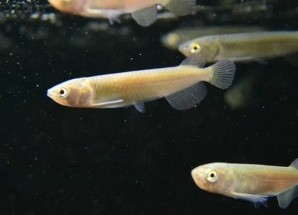 Saratoga Leichardti 7cm - Nano Tanks Australia Aquarium Shop