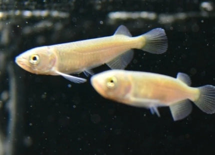 Saratoga Leichardti 7cm - Nano Tanks Australia Aquarium Shop
