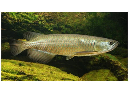 Saratoga Leichardti 7cm - Nano Tanks Australia Aquarium Shop