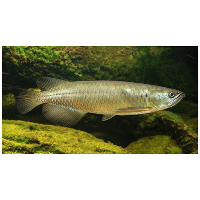 Saratoga Leichardti 7cm - Nano Tanks Australia Aquarium Shop