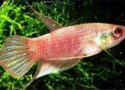 Schaller’s mouthbrooder - Betta schalleri - Nano Tanks Australia Aquarium Shop