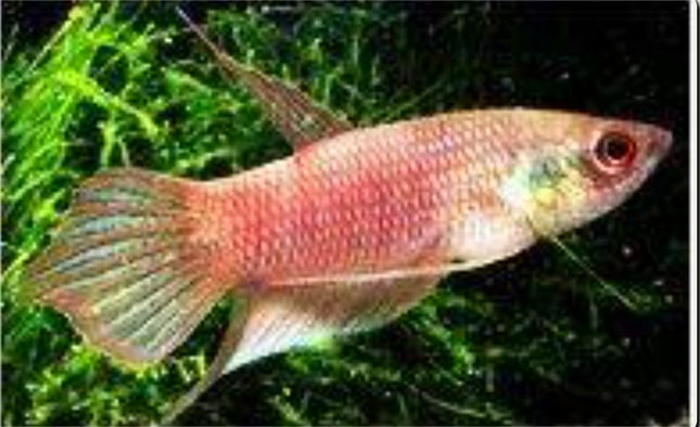 Schaller’s mouthbrooder - Betta schalleri - Nano Tanks Australia Aquarium Shop