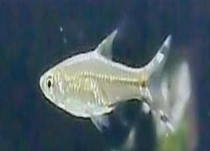 Scissors Tail Rasbora - Nano Tanks Australia Aquarium Shop