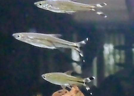 Scissors Tail Rasbora - Nano Tanks Australia Aquarium Shop