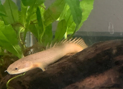 Senegal Bichir 7cm - Nano Tanks Australia Aquarium Shop