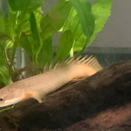 Senegal Bichir 7cm - Nano Tanks Australia Aquarium Shop