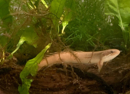 Senegal Bichir 7cm - Nano Tanks Australia Aquarium Shop
