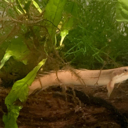 Senegal Bichir 7cm - Nano Tanks Australia Aquarium Shop