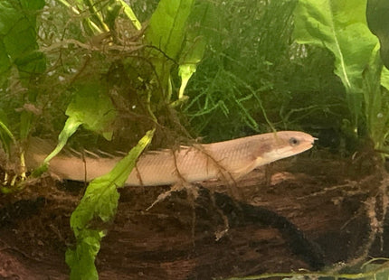 Senegal Bichir 7cm - Nano Tanks Australia Aquarium Shop