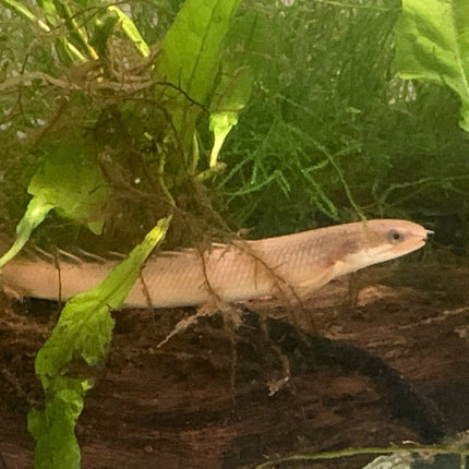 Senegal Bichir 7cm - Nano Tanks Australia Aquarium Shop
