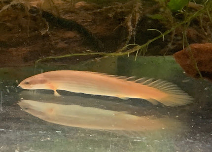 Senegal Bichir 7cm - Nano Tanks Australia Aquarium Shop