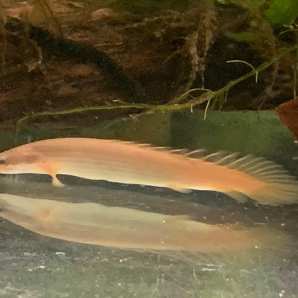 Senegal Bichir 7cm - Nano Tanks Australia Aquarium Shop