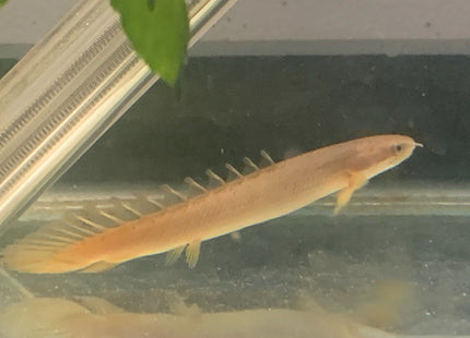 Senegal Bichir 7cm - Nano Tanks Australia Aquarium Shop
