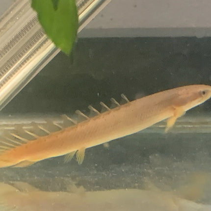 Senegal Bichir 7cm - Nano Tanks Australia Aquarium Shop