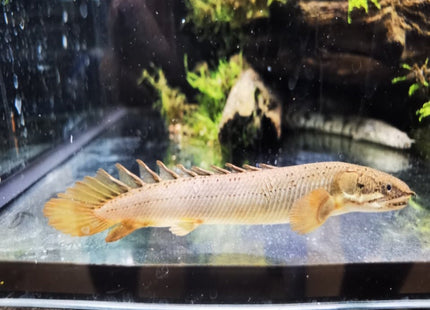 Senegal Bichir 7cm - Nano Tanks Australia Aquarium Shop