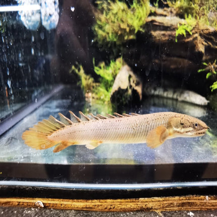 Senegal Bichir 7cm - Nano Tanks Australia Aquarium Shop
