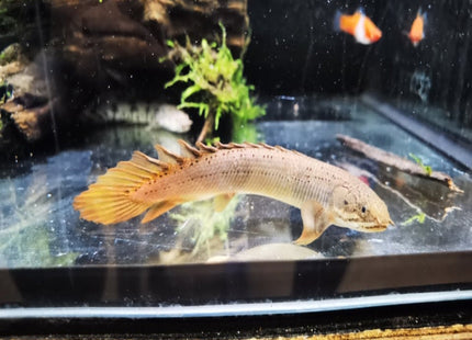 Senegal Bichir 7cm - Nano Tanks Australia Aquarium Shop