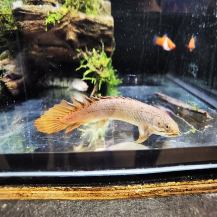 Senegal Bichir 7cm - Nano Tanks Australia Aquarium Shop