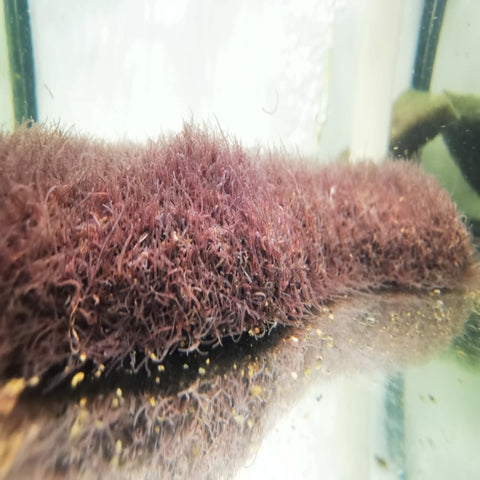 SHIPPED ANYWHERE IN AUSTRALIA: Australian Black Worms Live Worms Blackworms 100mL - Nano Tanks Australia Aquarium Shop