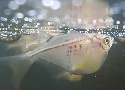 Silver Hatchetfish - Nano Tanks Australia Aquarium Shop