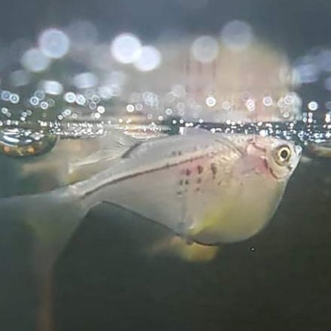 Silver Hatchetfish - Nano Tanks Australia Aquarium Shop