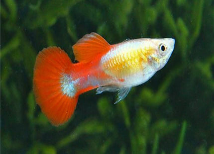 Silver Tuxedo Guppy - Nano Tanks Australia Aquarium Shop