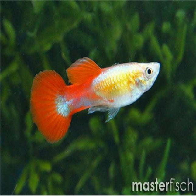 Silver Tuxedo Guppy - Nano Tanks Australia Aquarium Shop